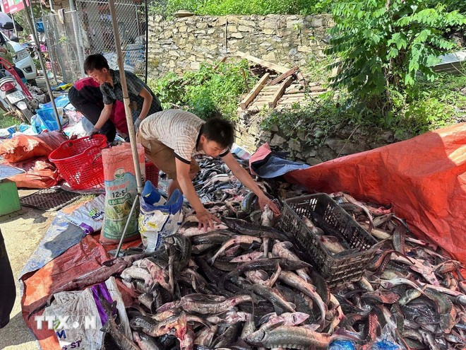 Tại xã Chu Hương và ở Phiêng Phàng xã Yến Dương bị vỡ ao cá gây thiệt hại 03 tấn cá, người dân thu gom cá còn sót lại đem bán giá rẻ. Ảnh: Vũ Hoàng Giang/TTXVN Tại xã Chu Hương và ở Phiêng Phàng xã Yến Dương bị vỡ ao cá gây thiệt hại 03 tấn cá, người dân thu gom cá còn sót lại đem bán giá rẻ. Ảnh: Vũ Hoàng Giang/TTXVN