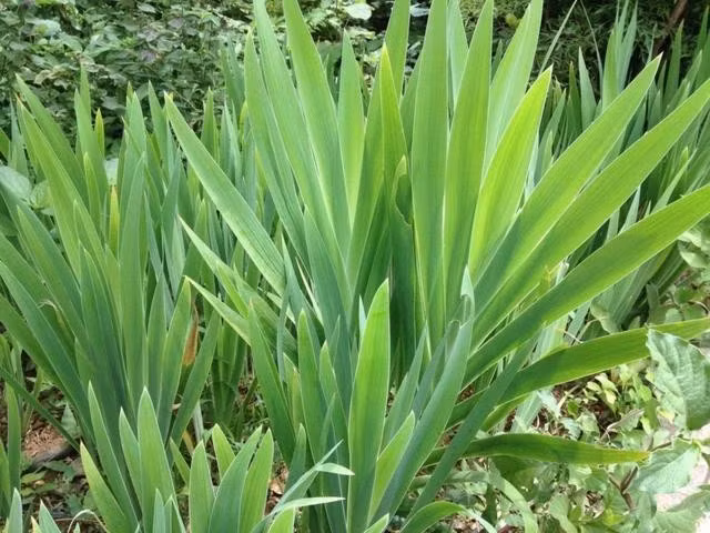 Đề xuất có thêm các nghiên cứu về khả năng ức chế ung thư phổi của hoạt chất trong cây xạ can. ẢNH:TL