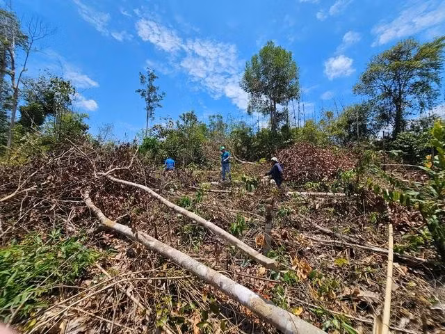 Rừng đổ ngổn ngang nhưng kiểm lâm vẫn cần thời gian đo đạc, kiểm đếm. ẢNH: TRIỆU THANH