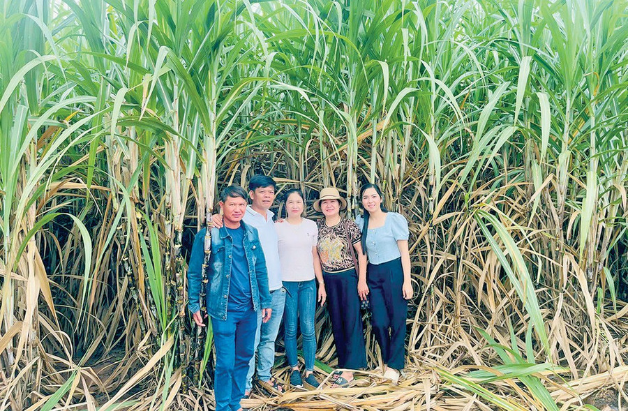 Anh Nguyễn Như Liệu (bìa trái, chồng chị Nguyễn Thị Liễu, thôn 3, xã Pờ Tó) bên diện tích mía được trồng tại tỉnh Attapeu, Lào (ảnh nhân vật cung cấp). 0-anh-lieu-bia-trai-chong-chi-nguyen-thi-lieu-thon-3-xa-po-to-cung-mot-so-nguoi-ban-ben-dien-tich-mia-tai-lao-anh-nvcc.jpg
