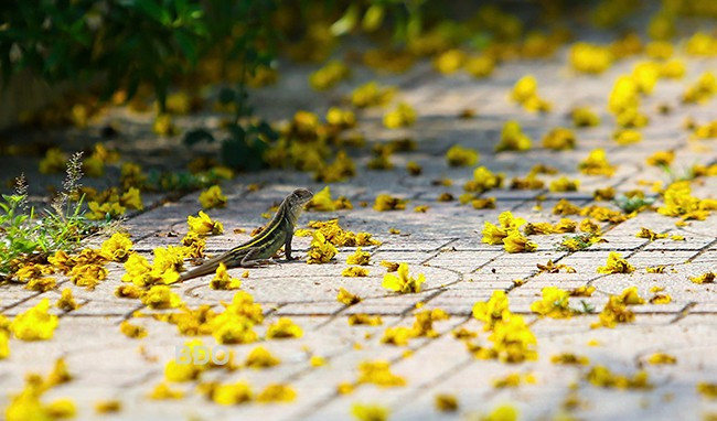 Hoa rơi trong gió, tạo lớp thảm vàng nhẹ nhàng trên vỉa hè, lòng đường. 2l.jpg
