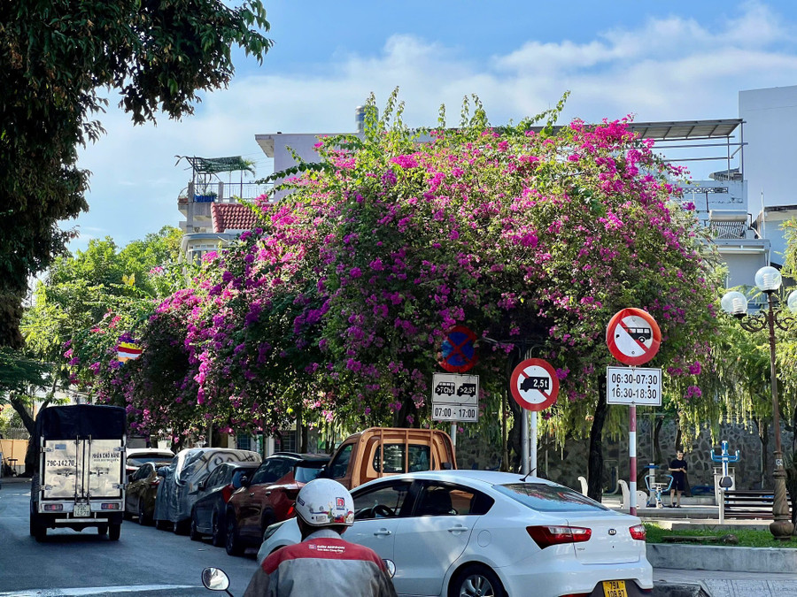 Các tuyến phố trên địa bàn TP. Nha Trang rất nhiều cây hoa giấy đang khoe sắc. Các tuyến phố trên địa bàn TP. Nha Trang rất nhiều cây hoa giấy đang khoe sắc.