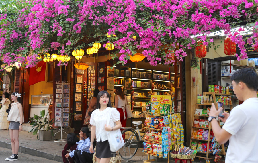 Tuyến đường trung tâm phố cổ hút bạn trẻ bởi giàn hoa giấy bung nở rực rỡ. Ảnh: Hoài Văn Tuyến đường trung tâm phố cổ hút bạn trẻ bởi giàn hoa giấy bung nở rực rỡ. Ảnh: Hoài Văn