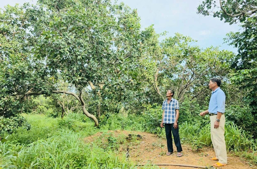 Người dân xã Ia Púch tận dụng đất đồi dốc để trồng điều. Ảnh: Phương Dung Người dân xã Ia Púch tận dụng đất đồi dốc để trồng điều.