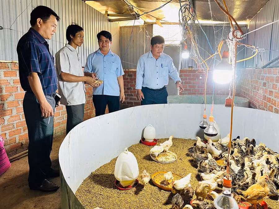 Nhờ học nghề, ông Đinh Văn Thọ (thứ hai từ trái qua, ở thôn M3, xã Vĩnh Thịnh) đã phát triển thành công mô hình nuôi gà thả đồi, cho hiệu quả kinh tế cao.