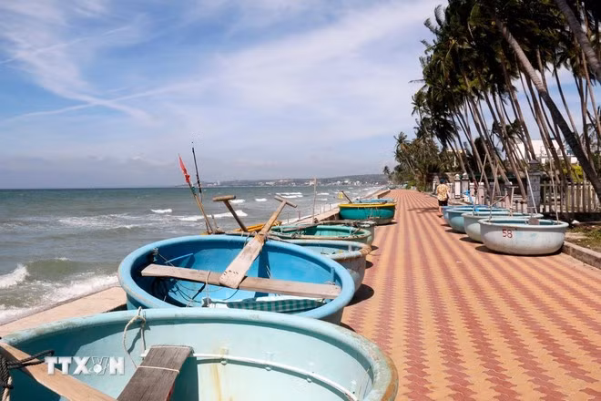 Những rặng dừa hơn 100 năm tuổi làm nổi bật thêm nét quyến rũ đặc trưng của vùng biển Mũi Né. (Ảnh: Nguyễn Thanh/TTXVN)