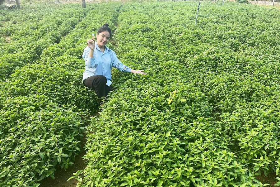 Chị Nguyễn Thụy Thúy Vy chăm sóc vườn bạc hà của gia đình chuẩn bị thu hoạch. Ảnh: Minh Khoa Chị Nguyễn Thụy Thúy Vy chăm sóc vườn bạc hà của gia đình chuẩn bị thu hoạch.