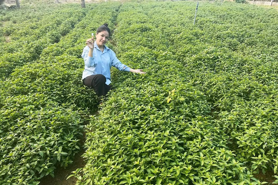 Chị Nguyễn Thụy Thúy Vy chăm sóc vườn bạc hà của gia đình chuẩn bị thu hoạch.