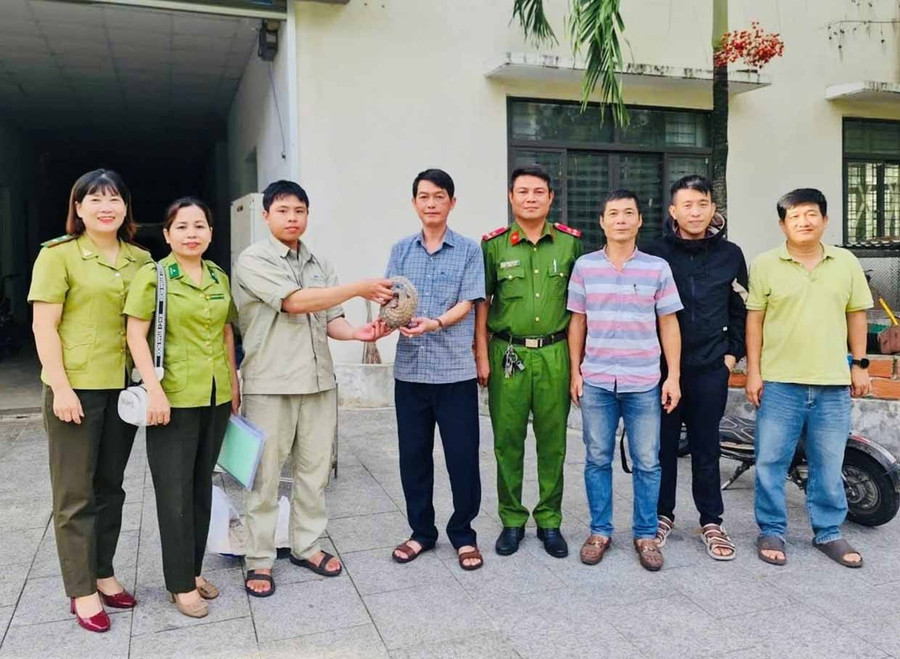 Cơ quan chức năng tiếp nhận cá thể tê tê được người dân phường Quy Nhơn Nam giao nộp. Ảnh: ĐVCC Cơ quan chức năng tiếp nhận cá thể tê tê được người dân phường Quy Nhơn Nam giao nộp.