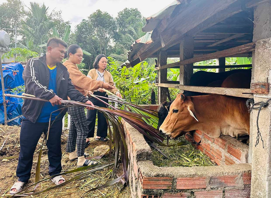 Chị Mang Thị Thanh Thẩn (giữa, ở làng Kà Xim, xã Vân Canh) nuôi bò hiệu quả, nhờ áp dụng các kiến thức đã học vào chăn nuôi. Ảnh: D.Đ dao-tao-nghe-them.jpg