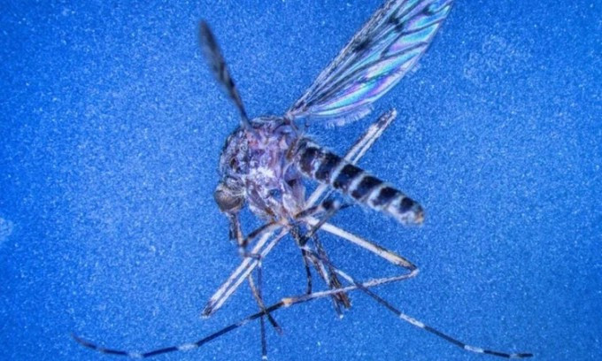 Muỗi Culiseta annulata sinh sống phổ biến ở Đông bán cầu. Ảnh: Jens Büttner/VNE muoi-culiseta-annulata.jpg
