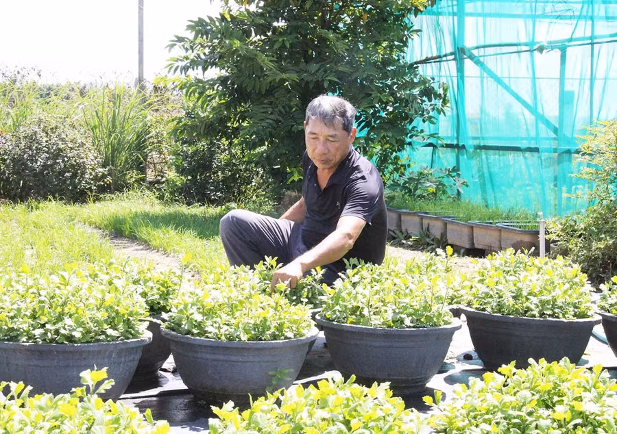 Ông Văn Tấn Thành (thôn Bình Lâm, xã Tuy Phước Đông) lo lắng khi hoa cúc vụ Tết mắc bệnh héo xanh và chết nhiều. Ảnh: Trọng Lợi
