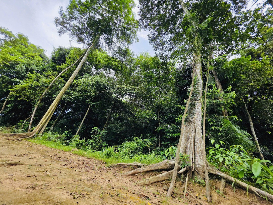 Bên trong khu rừng có nhiều loài cây quý hiếm.