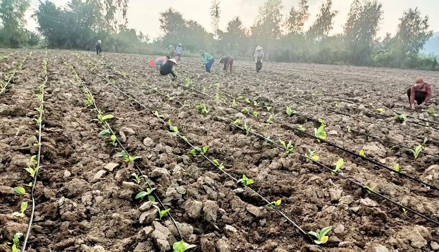Petani di komune Ia Rsai mengubah struktur tanaman dan menggunakan kemajuan teknikal dalam pengeluaran. Foto: L.N Người dân xã ia Rsai thu hoạch mía của gia đình.