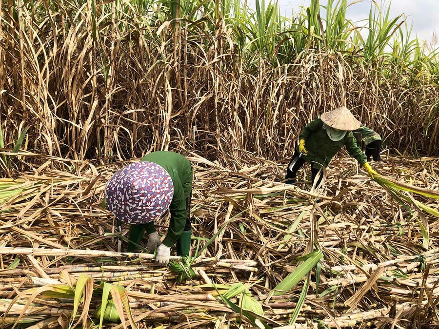Penduduk komune Ia Rsai menuai hasil tebu keluarga mereka. Foto: L.N Người dân xã ia Rsai thu hoạch mía của gia đình.