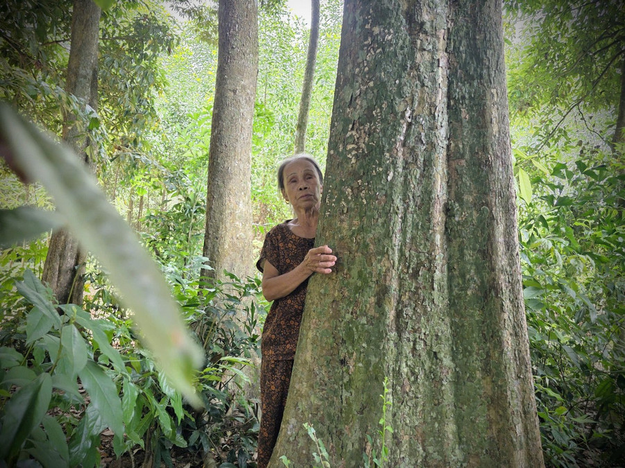 Bà Nguyễn Thị Đào đang chăm sóc, bảo vệ rừng cây trăm tuổi.