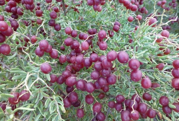 Chiết xuất quả Nitraria roborowskii Kom hứa hẹn trở thành phương thuốc chống tiểu đường type 2 hiệu quả - Ảnh: SCIENCE BLOG