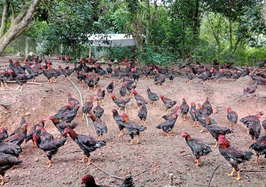 Chính sách khuyến khích nuôi gà thả đồi trên địa bàn 21 xã trung du, miền núi, góp phần thúc đẩy phát triển chăn nuôi hàng hóa. Ảnh: Trọng Lợi