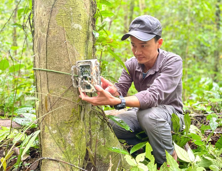 Thạc sĩ Nguyễn Ái Tâm hỗ trợ đặt bẫy ảnh tại Vườn Quốc gia Kon Ka Kinh. Ảnh: Minh Phương