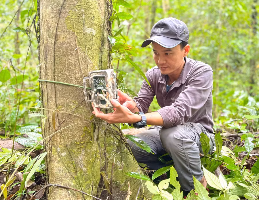 Thạc sĩ Nguyễn Ái Tâm hỗ trợ đặt bẫy ảnh tại Vườn Quốc gia Kon Ka Kinh. Ảnh: Minh Phương