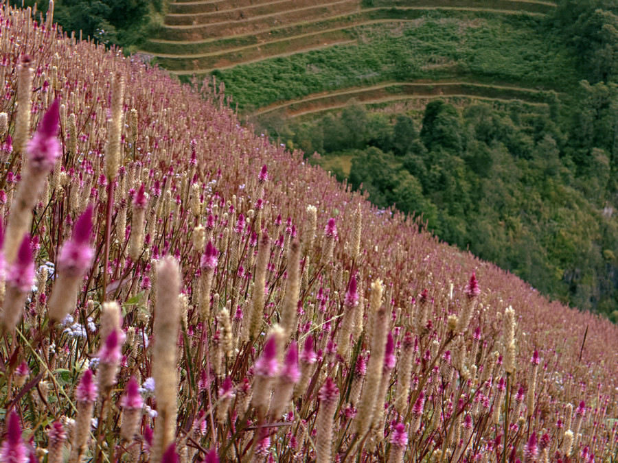 Cả sườn đồi phủ kín sắc tím hoa mào gà, đan xen giữa nền ruộng bậc thang xanh vàng đang vào vụ chín muộn. Ảnh: Hà Mai