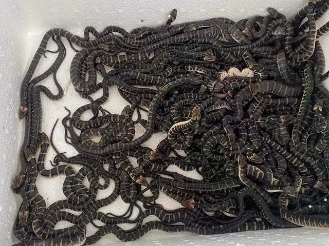 Rắn ri cá 20 ngày tuổi. ẢNH: THANH DUY