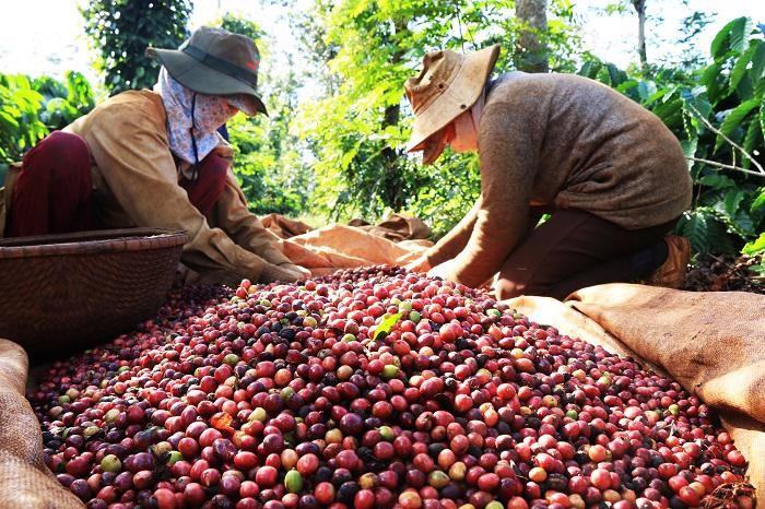 Giá cà phê xuất khẩu tăng 67,6%. Ảnh nguồn vneconomy.vn ca-phe-xuat-khau.jpg