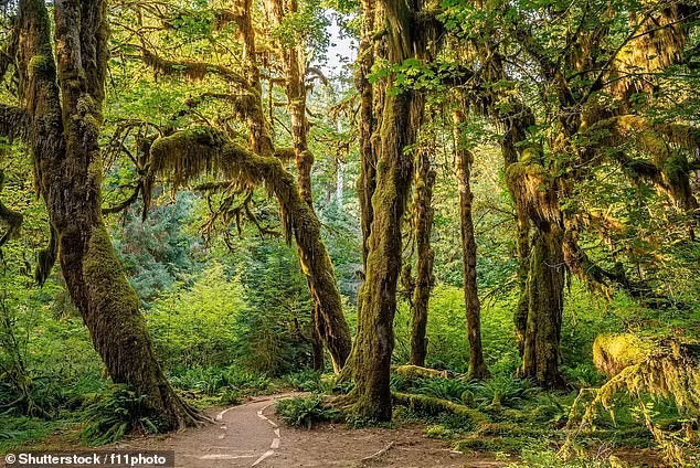 Rừng mưa nhiệt đới Hoh của Mỹ là một "viên ngọc bị đánh giá thấp" nơi một du khách cảm thấy như thể 'những nàng tiên nhỏ' có thể nhảy ra khỏi cây.