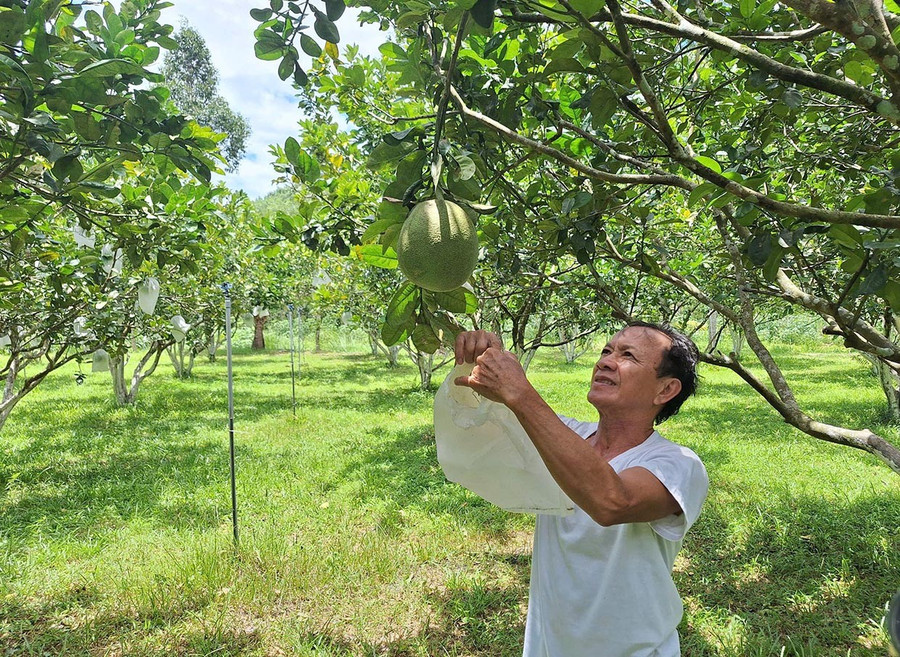 Vườn bưởi thâm canh hợp chuẩn VietGAP của ông Hàn Văn Thanh, ở thôn Tân Thịnh, xã Ân Tường. Ảnh: Quang Tấn bg2.jpg