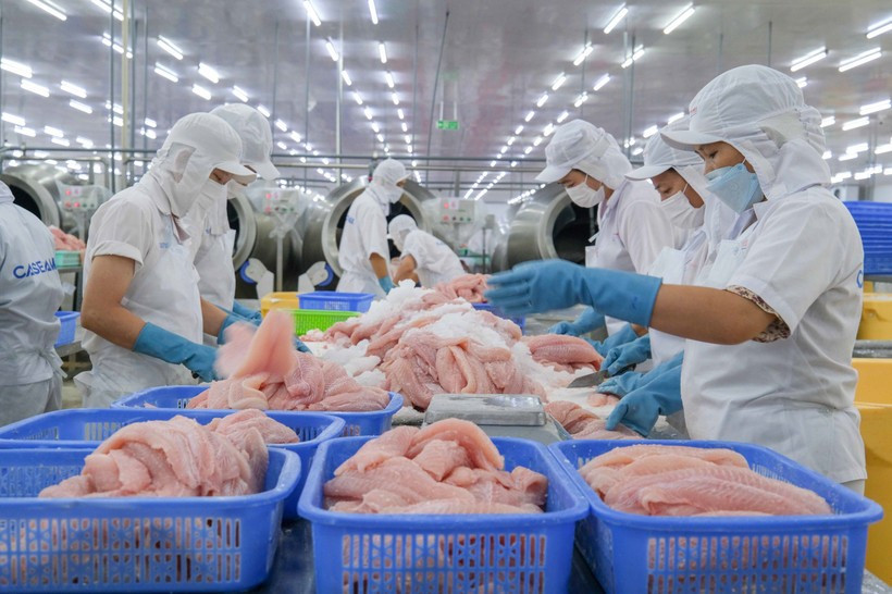 Chế biến cá tra xuất khẩu tại Công ty Cổ phần Caseamex, Khu công nghiệp Trà Nóc (Cần Thơ). (Ảnh: Thanh Liêm/TTXVN) bo-cong-thuong.jpg