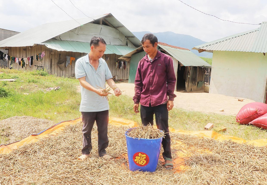Ổn định chỗ ở, anh Đào Văn Día (bìa trái) chăm chỉ sản xuất để phát triển kinh tế. Ảnh: Ngọc Minh bg-10-2.jpg