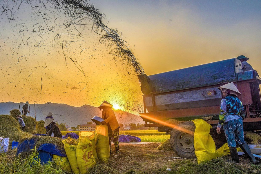 Cây lúa là cây trồng chủ lực trong cơ cấu phát triển của ngành nông nghiệp xã Vĩnh Thịnh trong thời gian đến. Ảnh: Long Vũ them-1-2.jpg