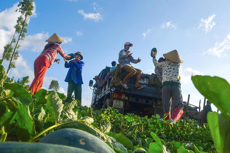Trong phát triển nông nghiệp, công tác chuyển đổi cơ cấu cây trồng mùa vụ luôn được xã chú trọng. Ảnh: Long Vũ them-1-3.jpg
