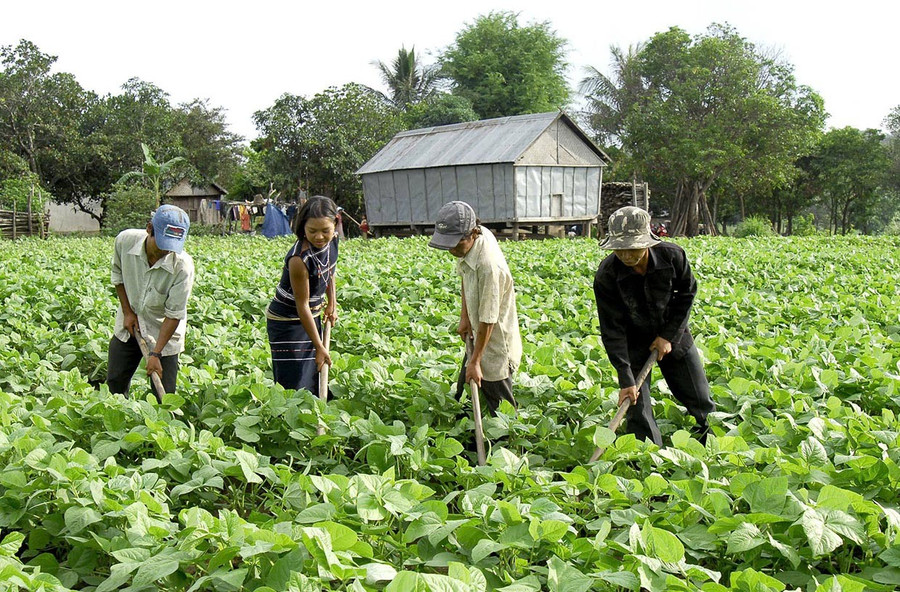 Người dân xã Sró thay đổi nếp nghĩ, cách làm trong sản xuất nông nghiệp, cải thiện thu nhập, ổn định cuộc sống. Ảnh: M.P them5.jpg