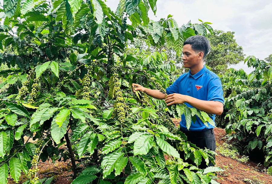 Được Đoàn xã Đức Cơ vận động, nhiều thanh niên người Jrai ở làng Lung Prông mạnh dạn vay vốn ủy thác của Ngân hàng Chính sách xã hội Đức Cơ để phát triển kinh tế, vươn lên làm giàu. Ảnh: D.Đ