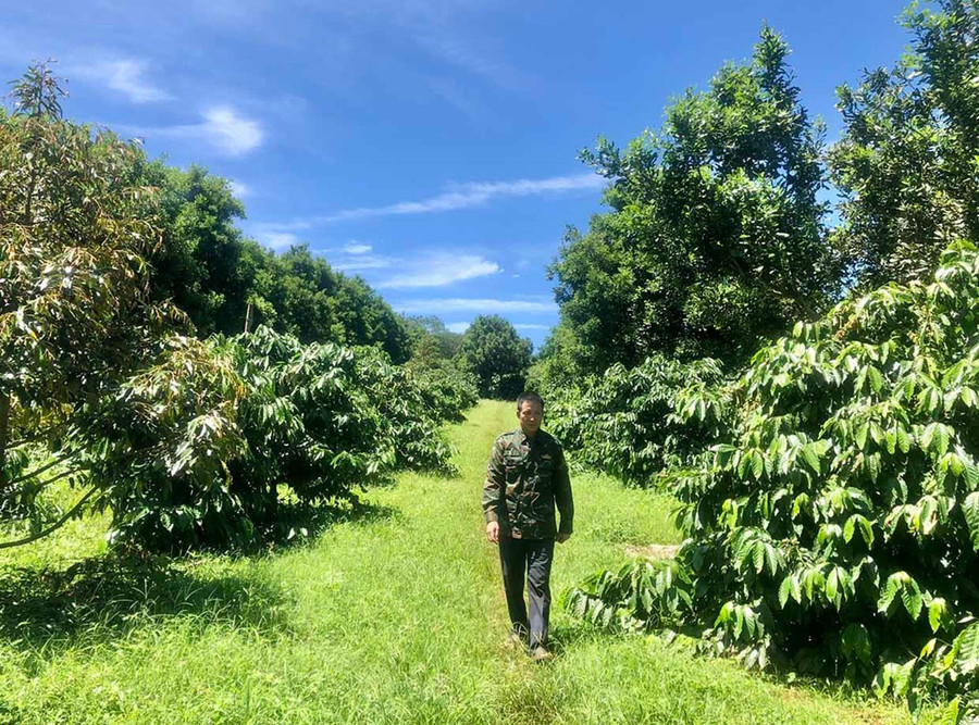 Ông Trịnh Khắc Dương (bên phải) và ông Hoàng Đình Lừng bên vườn cà phê được sản xuất theo tiêu chuẩn 4C. Ảnh: L.N
