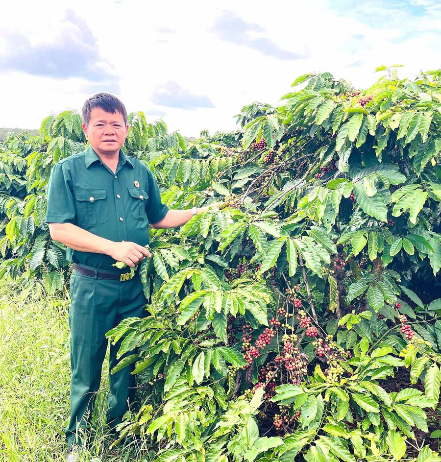 Ông Nguyễn Đức Chiến bên vườn cà phê trĩu quả chuẩn bị thu hoạch. Ảnh: P.D
