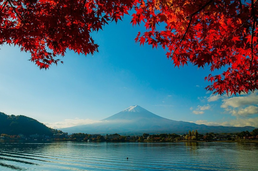 Khung cảnh tuyệt đẹp của núi Phú Sĩ được tô điểm bởi sắc đỏ rực rỡ của lá phong. (Ảnh: Xuân Giao/TTXVN)