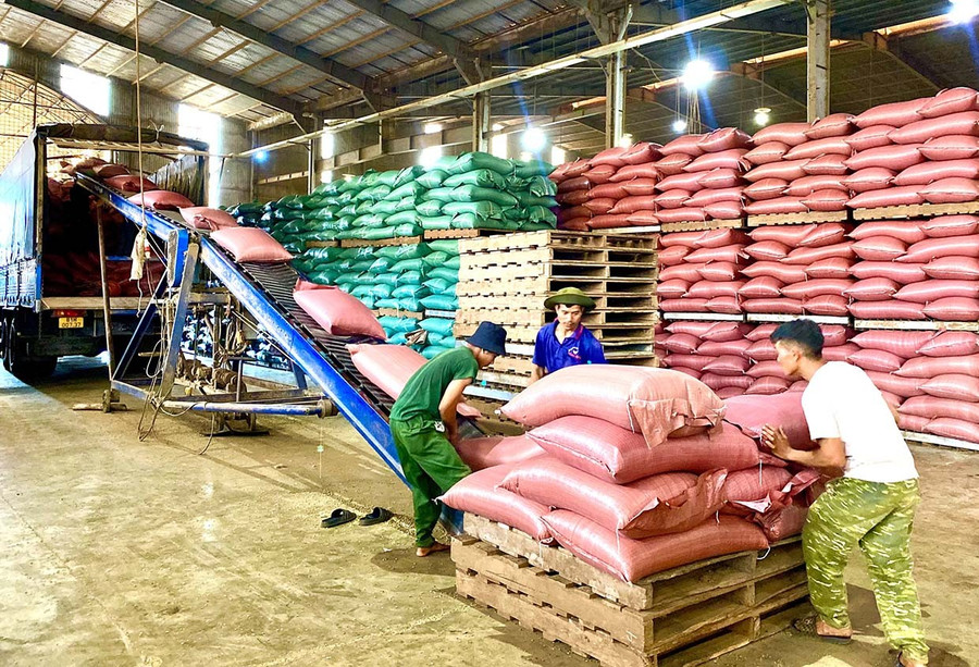 Hoạt động sản xuất, chế biến cà phê tại Công ty TNHH Xuất nhập khẩu Hoa Trang - Gia Lai. Ảnh: Hà Duy