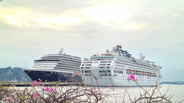 2 siêu du thuyền đưa hơn 3.100 khách quốc tế đến Hạ Long. ẢNH: LÃ NGHĨA HIẾU