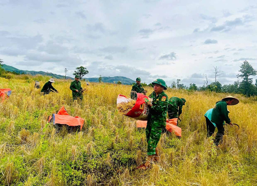 Cán bộ, chiến sĩ Đồn Biên phòng Ia Chia thu hoạch lúa rẫy giúp dân trước mưa bão. Ảnh: ĐVCC