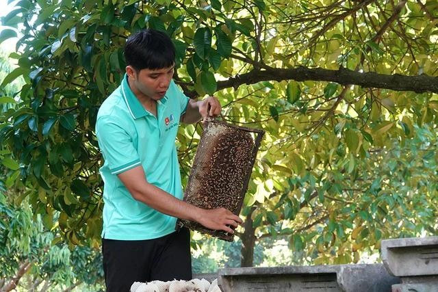 Anh Trọng kiểm tra tỷ lệ ong cho mật. ẢNH: DUY TÂN Anh Trọng kiểm tra tỷ lệ ong cho mật. ẢNH: DUY TÂN