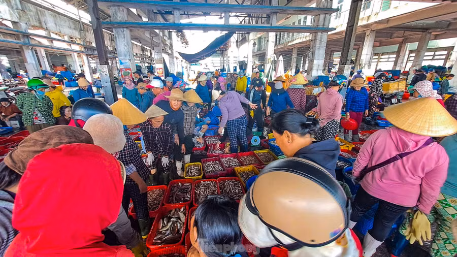 Không khí nhộn nhịp tại cảng cá Quy Nhơn. Ảnh: Trương Định