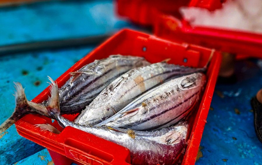 Những mẻ cá ngừ sọc dưa có kích thước lớn về bờ. Ảnh: Trương Định Những mẻ cá ngừ sọc dưa có kích thước lớn về bờ. Ảnh: Trương Định