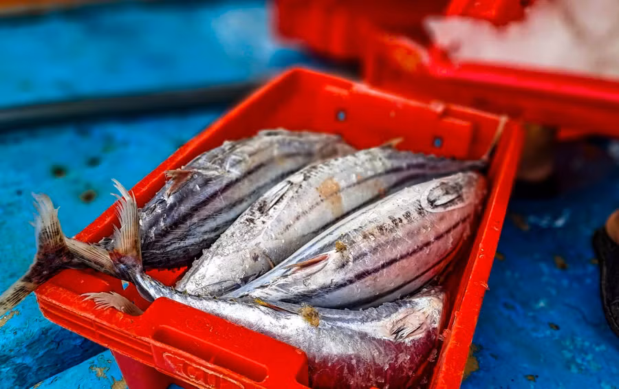 Những mẻ cá ngừ sọc dưa có kích thước lớn về bờ. Ảnh: Trương Định