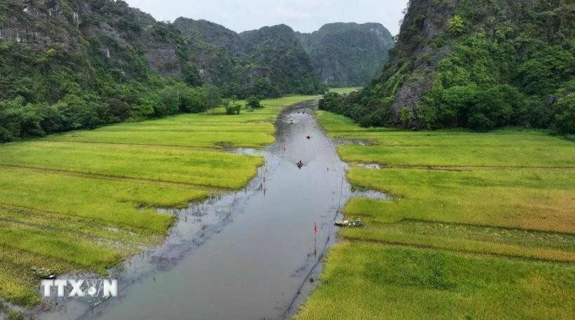 ทุ่งนาในหมู่บ้านทามโคก ตำบลนิญไฮ เมืองฮวาลู (นิญบิ่ญ) ในช่วงฤดูเก็บเกี่ยว ภาพถ่ายโดย Thuy Dung/ VNA ket-tinh-nong-nghiep-du-lich-moi-khi-mua-vang-den-tren-canh-dong-tam-coc-dd.jpg