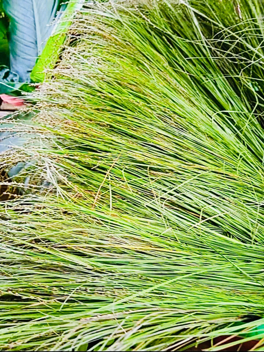 Muối cỏ thơm (người địa phương gọi là groach) cũng rất được ưa chuộng bởi vị ngon ngọt rất lạ và có hương thơm độc đáo, cay nồng. Ảnh: V.T.T 3t-5616.jpg