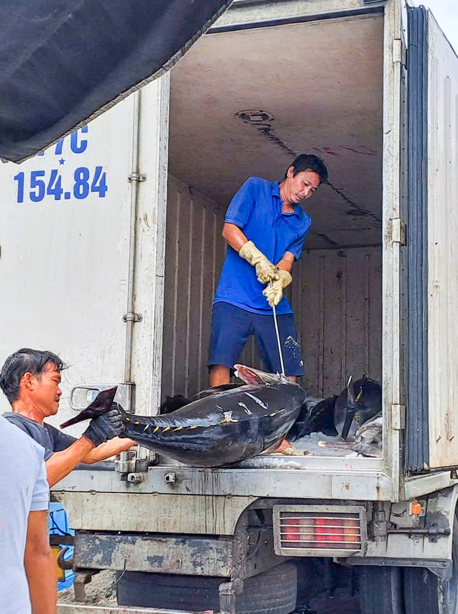 Cá ngừ đại dương được đưa lên xe đi tiêu thụ. Ảnh: Trương Định Cá ngừ đại dương được đưa lên xe đi tiêu thụ. Ảnh: Trương Định