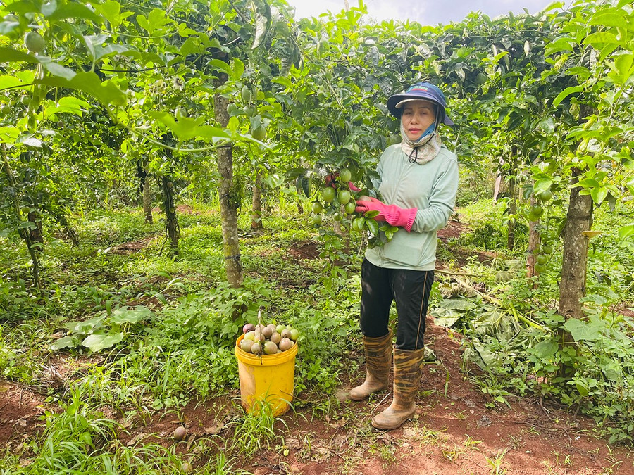 Nhiều diện tích chanh dây trên địa bàn huyện Mang Yang đã được cấp mã số vùng trồng. Ảnh: Hồng Thương 1ht.jpg