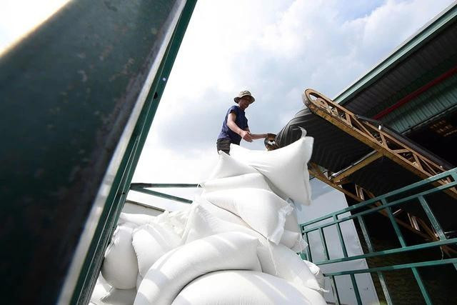 “Gạo Việt Xanh phát thải thấp” chuẩn bị lên đường sang Nhật Bản (ảnh minh họa). ẢNH: ĐÀO NGỌC THẠCH “Gạo Việt Xanh phát thải thấp” chuẩn bị lên đường sang Nhật Bản (ảnh minh họa). ẢNH: ĐÀO NGỌC THẠCH